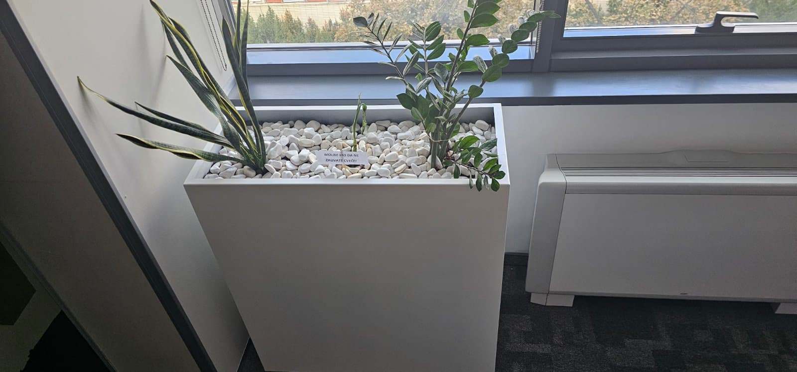 Visoka bela metalna žardinjera sa sobnim biljem uz prozor kancelarije