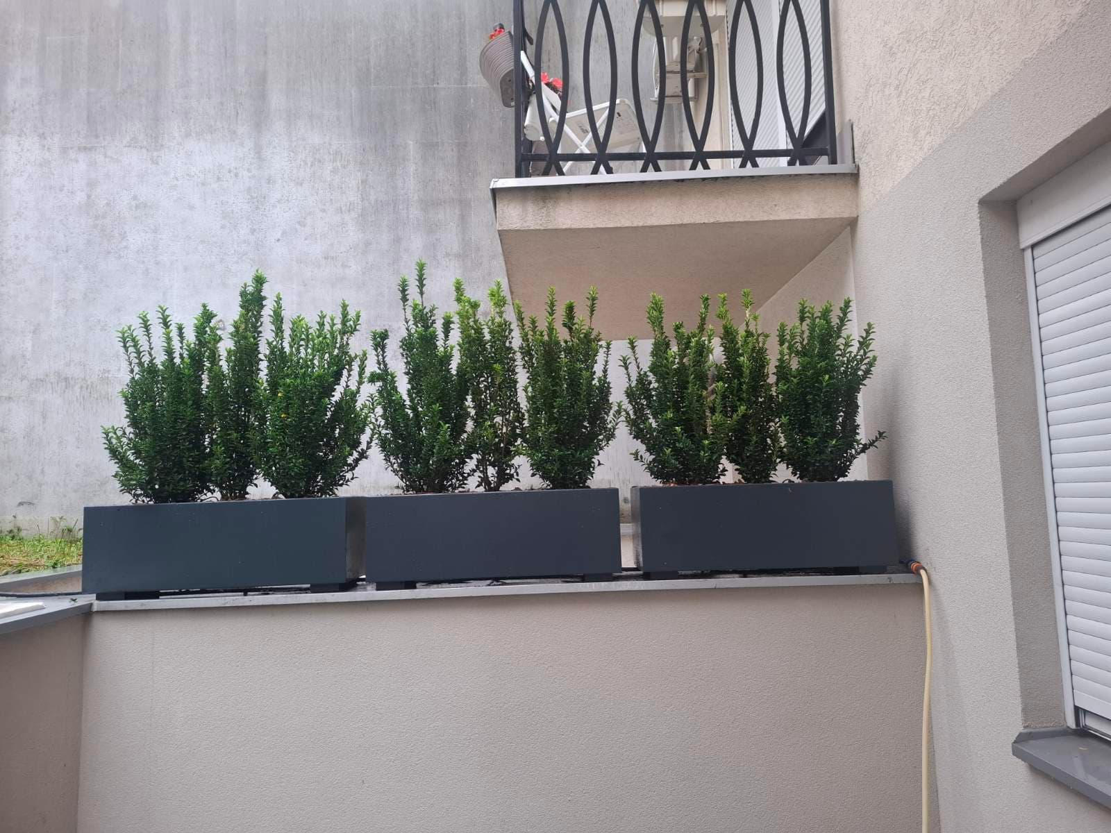 Antracit prozorske žardinjere sa šimširom na zidu balkona