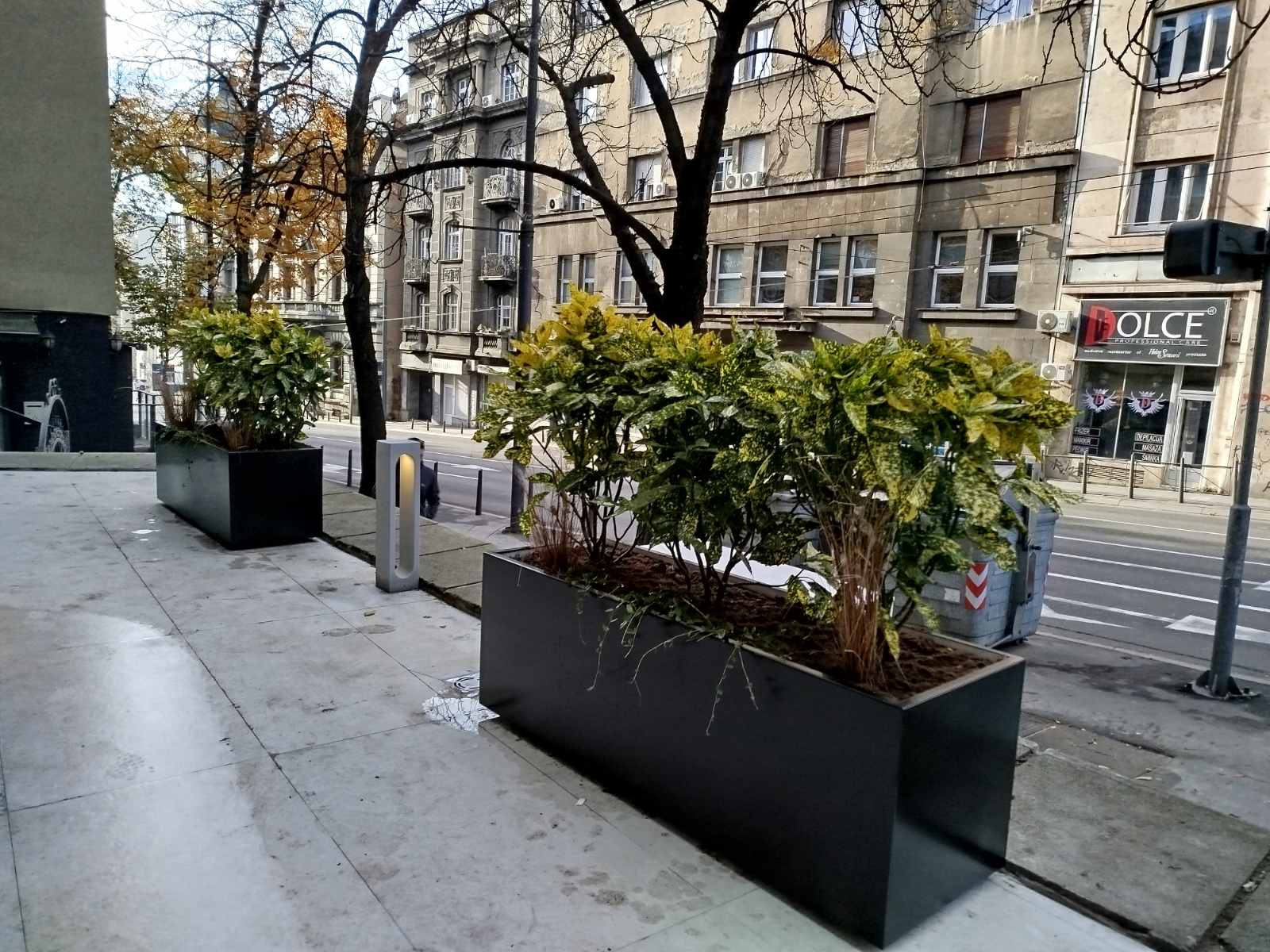 Antracit metalne žardinjere sa krotonima na trotoaru u Beogradu, ispred lokala